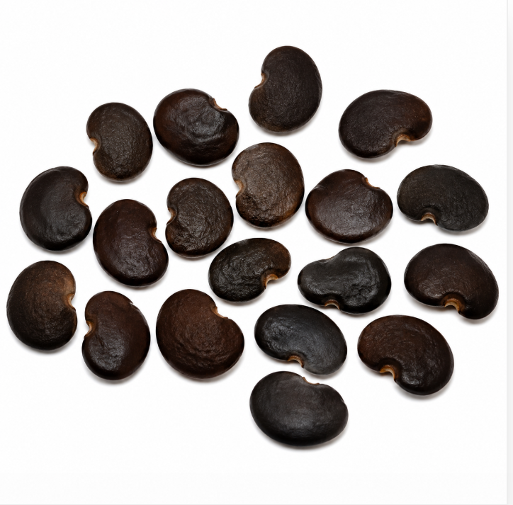 Acacia Confusa Seeds – Premium Botanical Seeds for Research, Cultivation & Collection