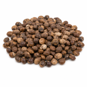 Mimosa hostilis Seeds